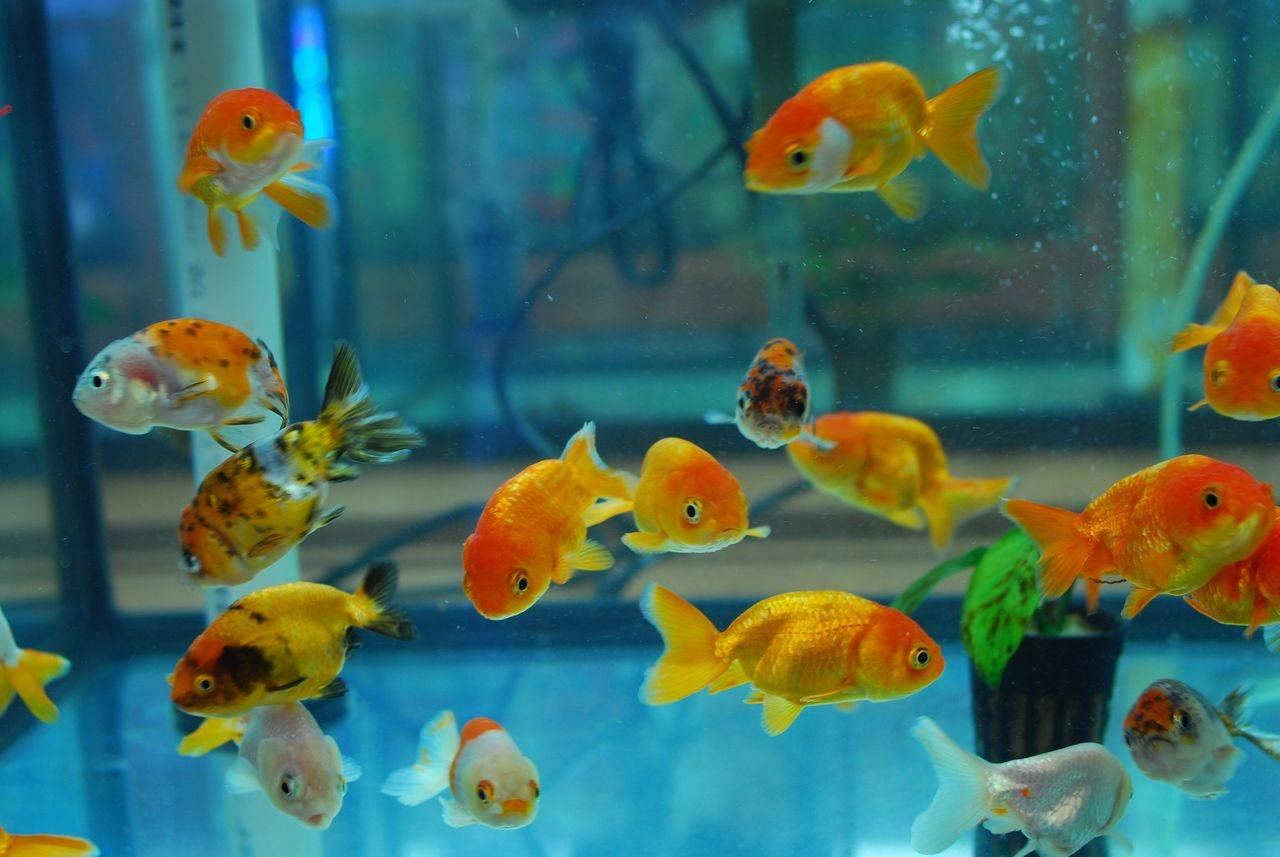 С какими рыбками можно держать золотых рыбок в аквариуме