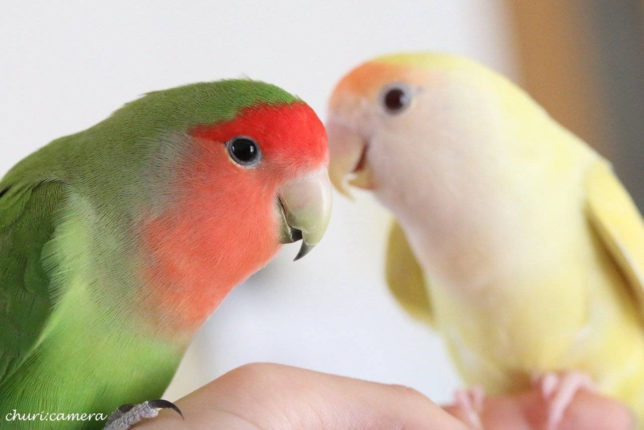 Неразлучники – одни из самых верных попугаев