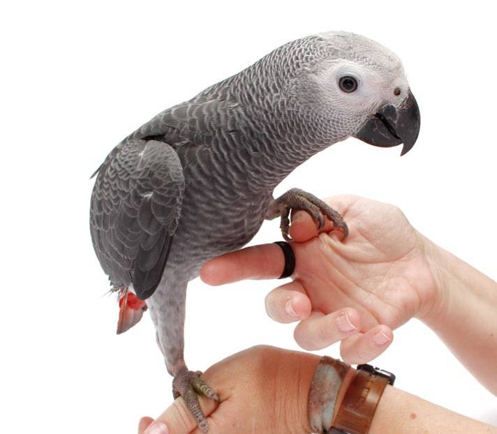 Жако: особенности содержания и разведения попугаев в домашних условиях
