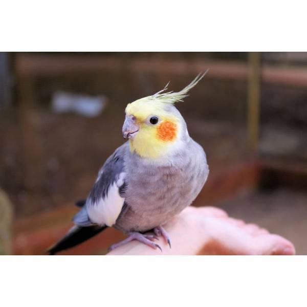 Как научить разговаривать попугая кореллу: особенности обучения