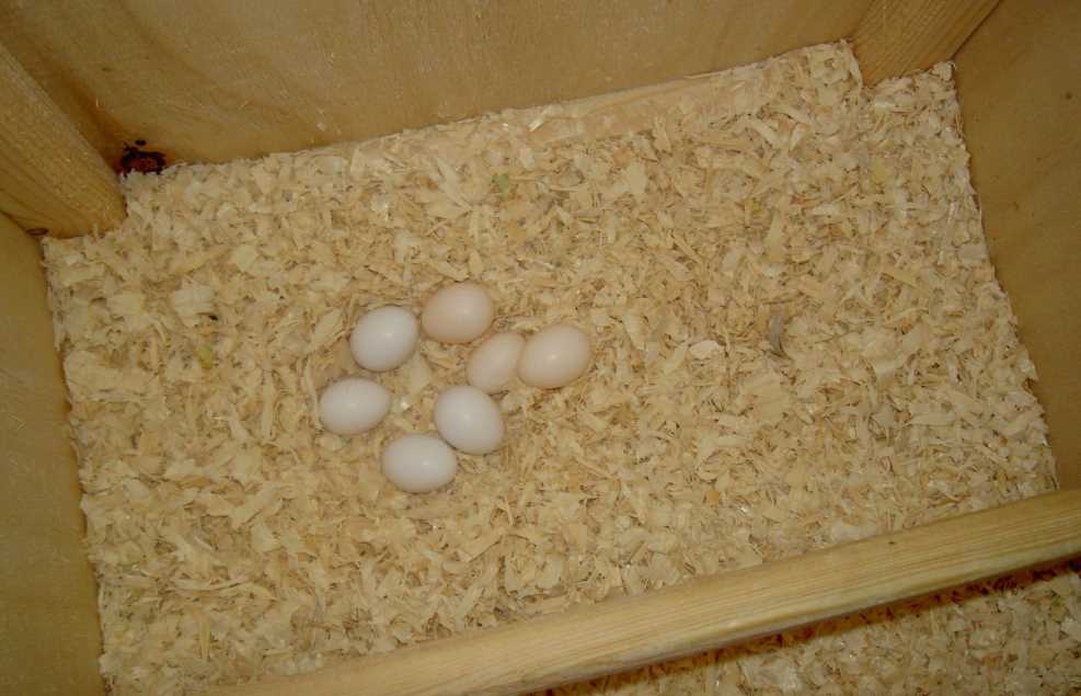 Размножение волнистых попугаев: спаривание,яйца,птенцы