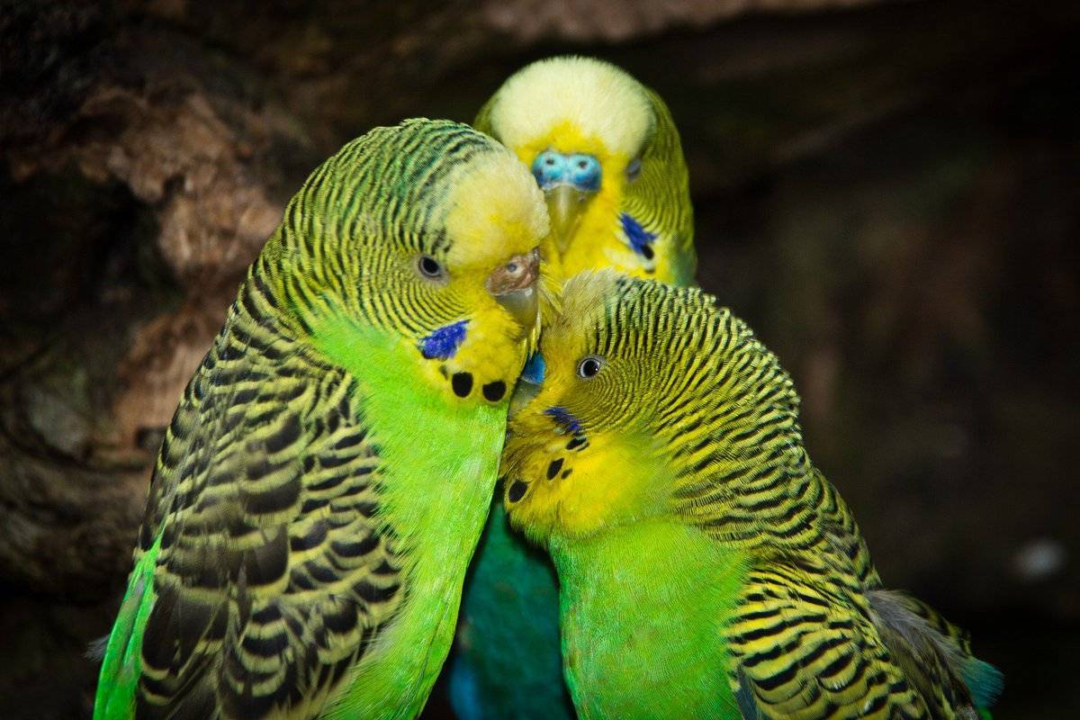 Сколько живет попугай волнистый в домашних условиях, уход за ним (фото)
