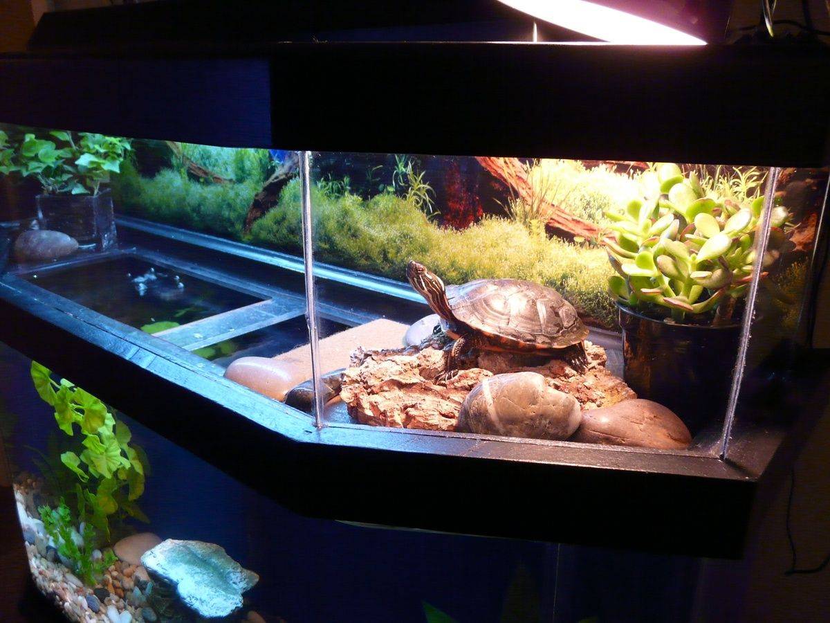 Что нужно для красноухой черепахи, для содержания её дома