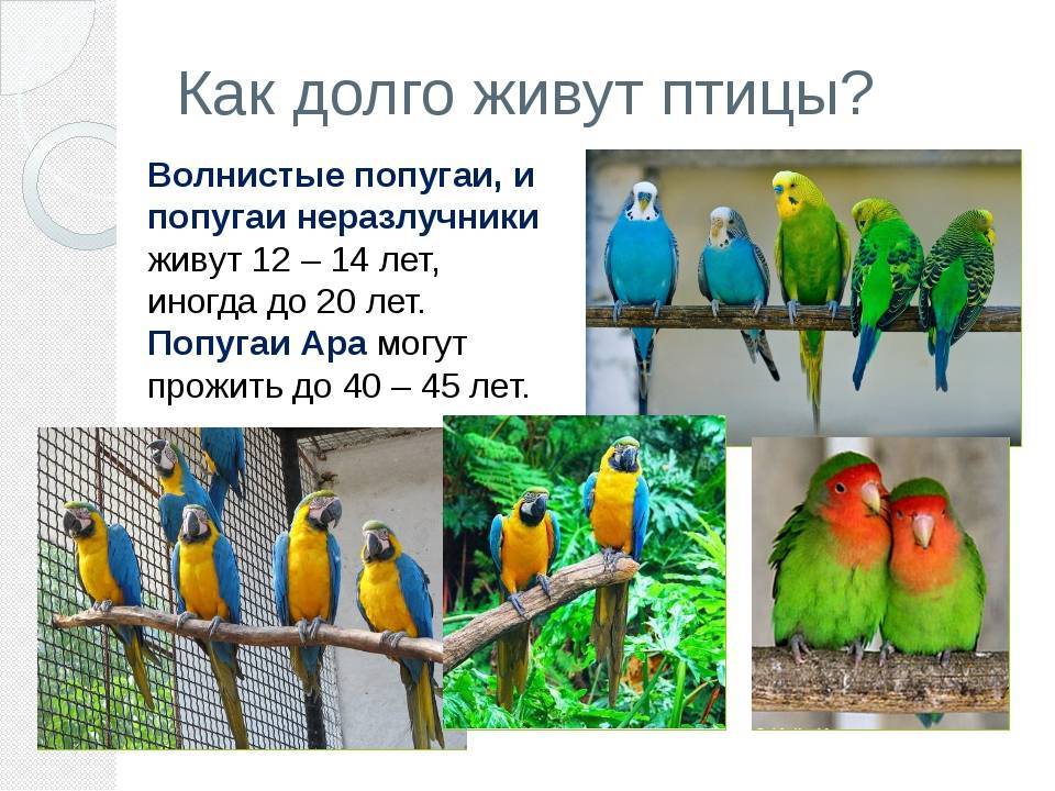 Сколько живут волнистые попугаи в дикой природе и в домашних условиях