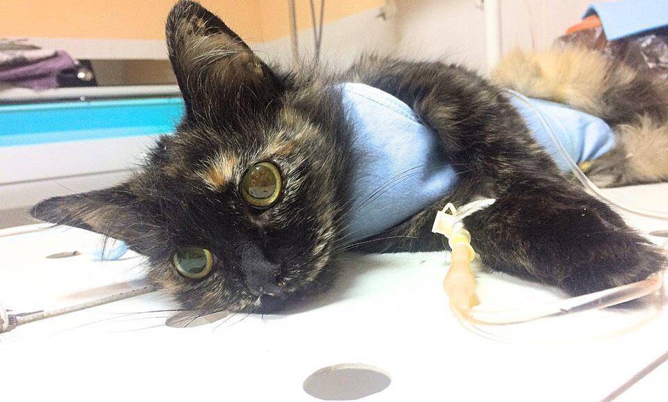 Чумка у кошек | ветеринарная клиника ирины оныщук