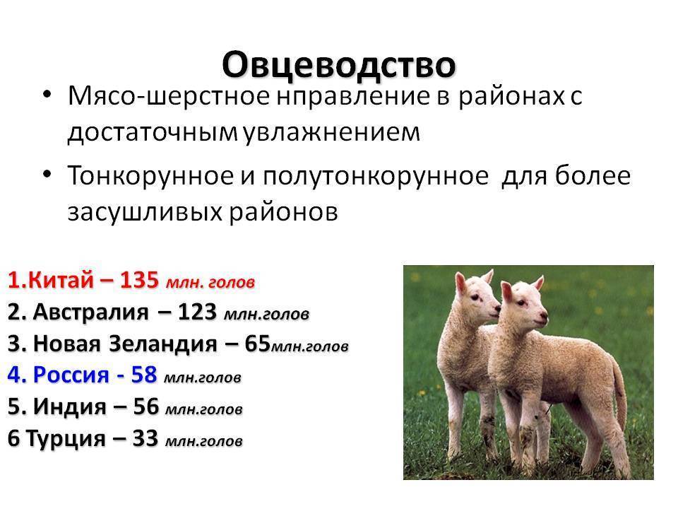 Как держать овец без выпаса: особенности, правила, достоинства и недостатки стойлового содержания