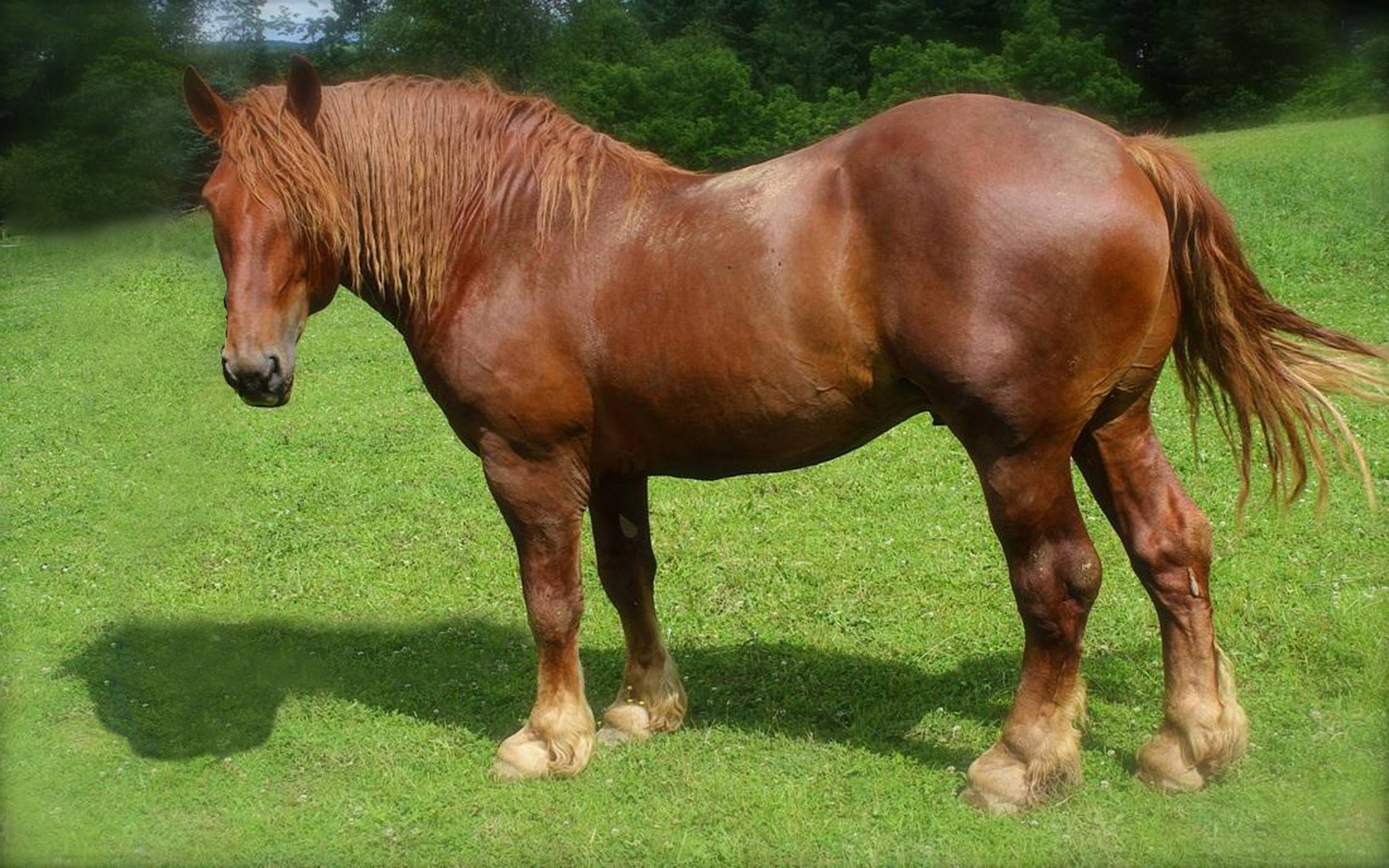 Мини лошади (карликовые, миниатюрные): описание пород, фото, характеристики