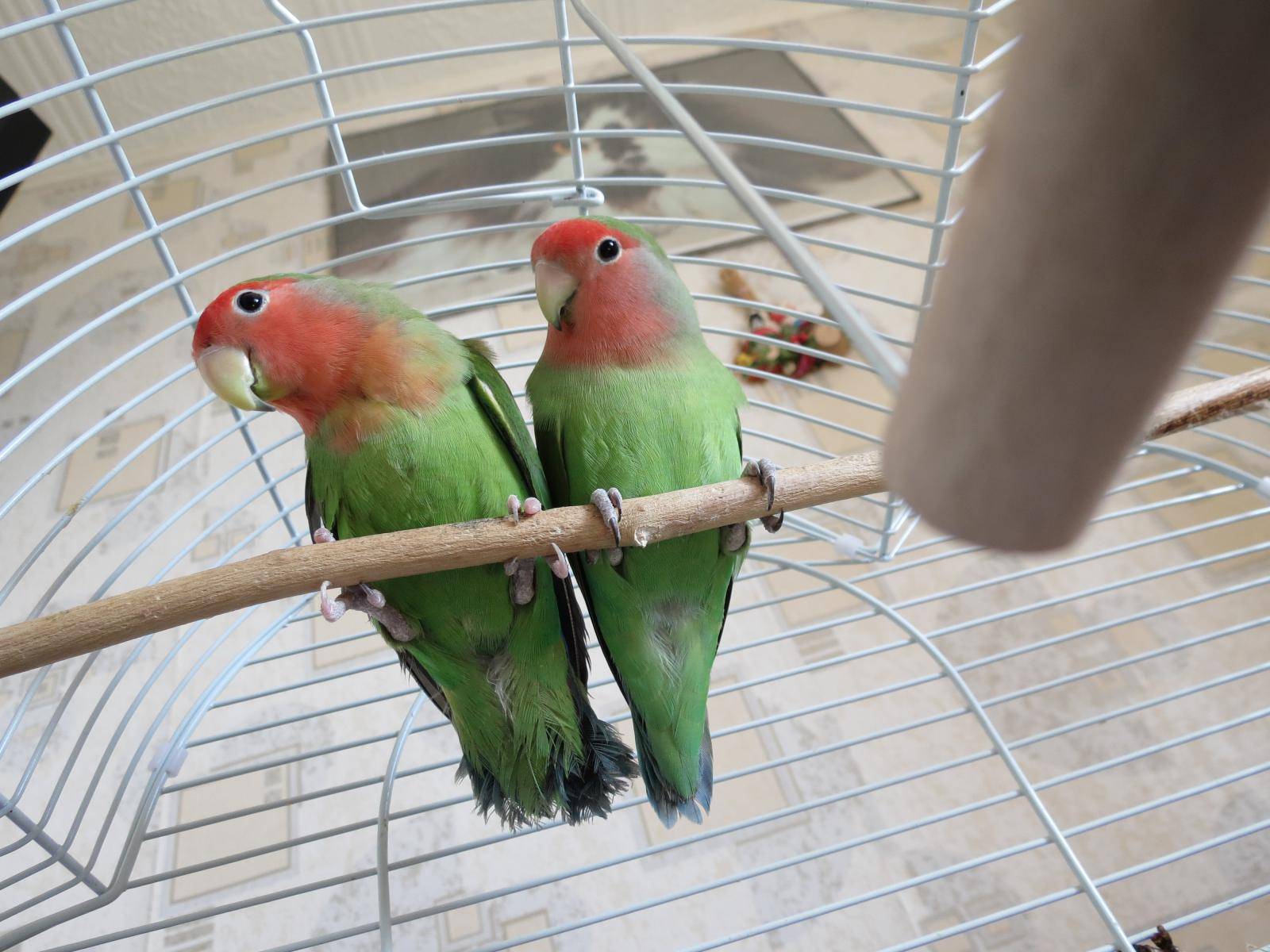 Имена для попугаев, как назвать пернатых мальчиков и девочек