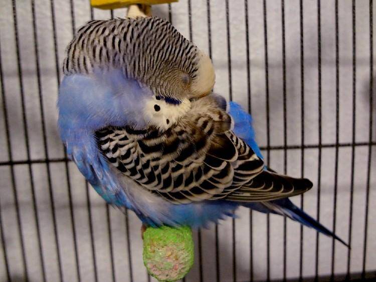 Как спят волнистые попугаи в клетке: их фото и сколько должны спать, режим сна птицы, как понять, что хочет спать, удобно ли дремать, сидя на жёрдочке