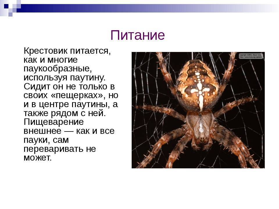 Укус паука: симптомы, последствия, что делать при укусе паука - medside.ru