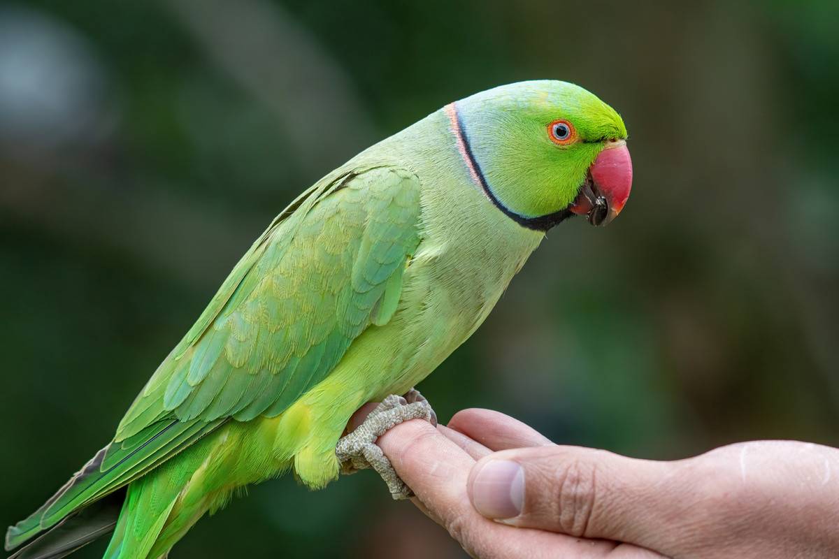 Ожереловый попугай – интеллектуальный питомец |