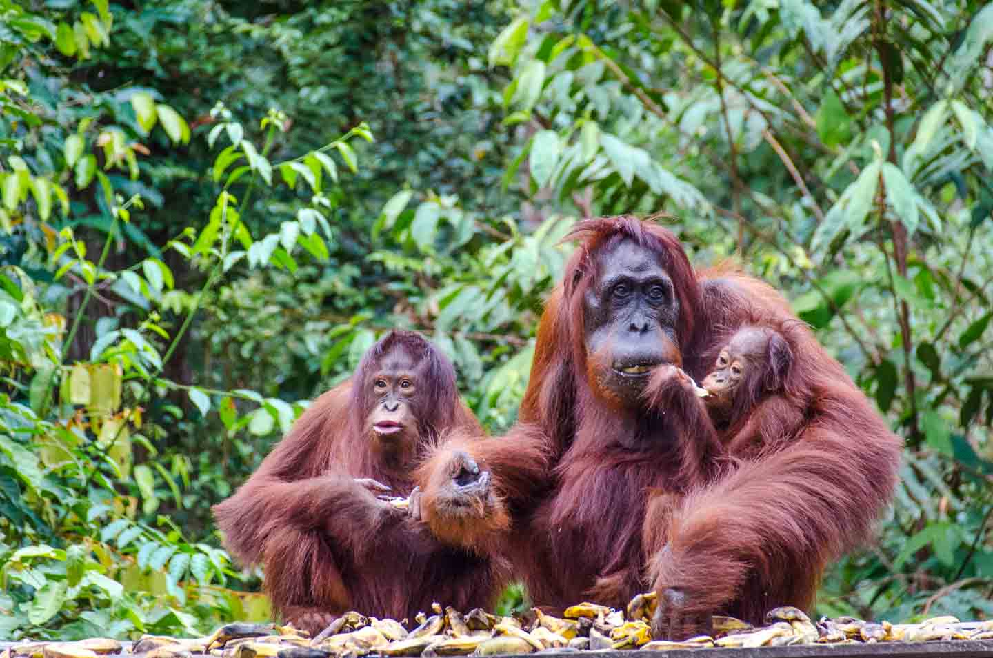 Орангутан (pongo): фото, виды, интересные факты