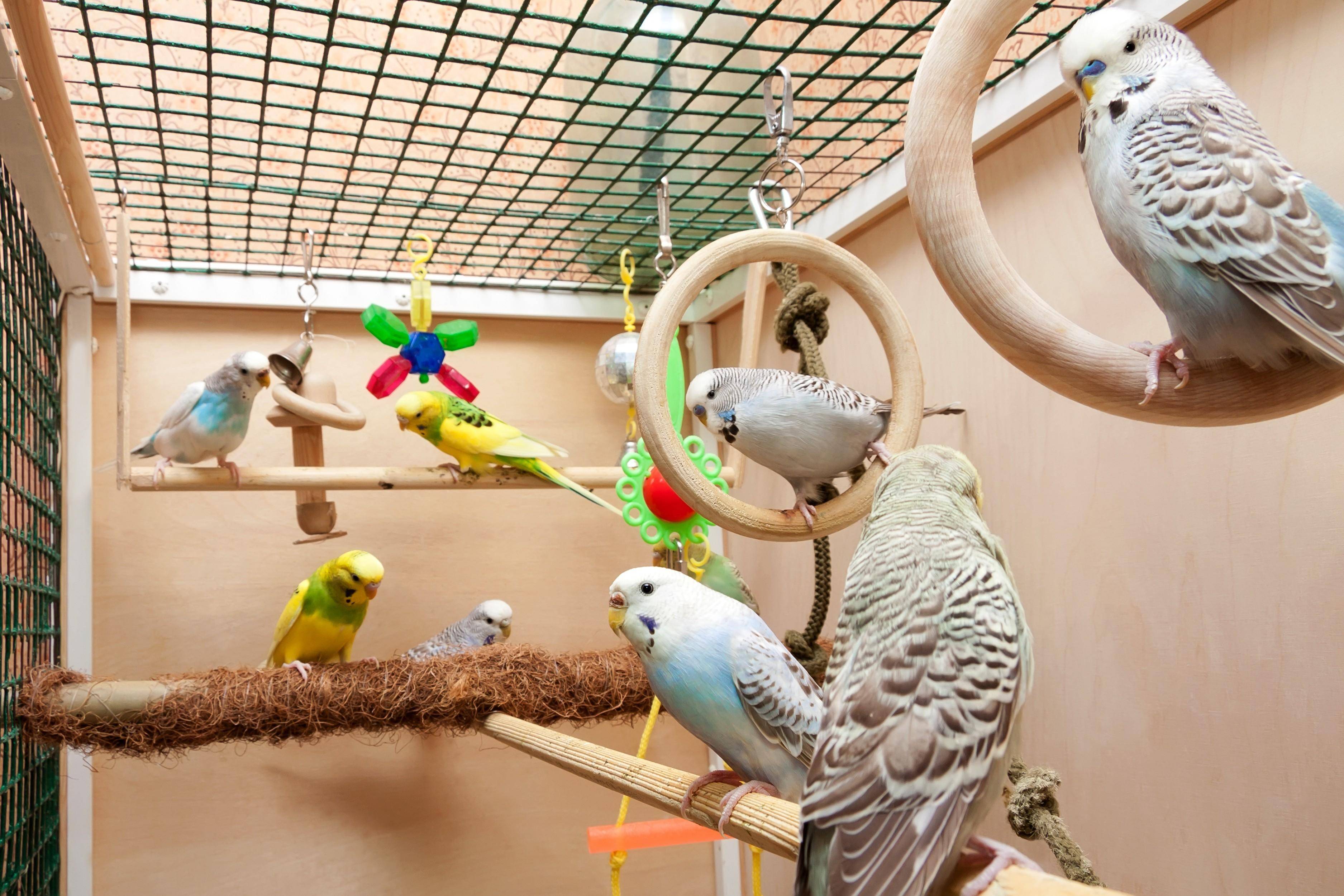 Волнистый попугай: уход и содержание дома
