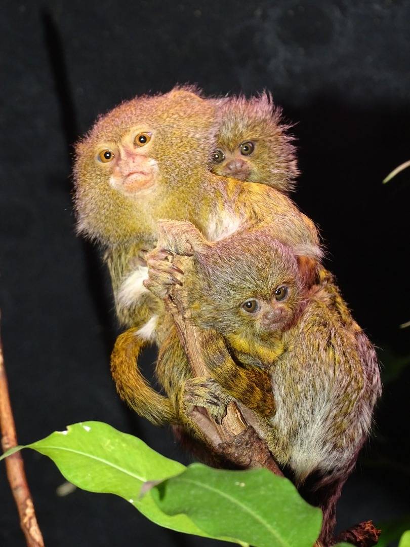Фото мармозетки и уникальные особенности маленькой обезьянки