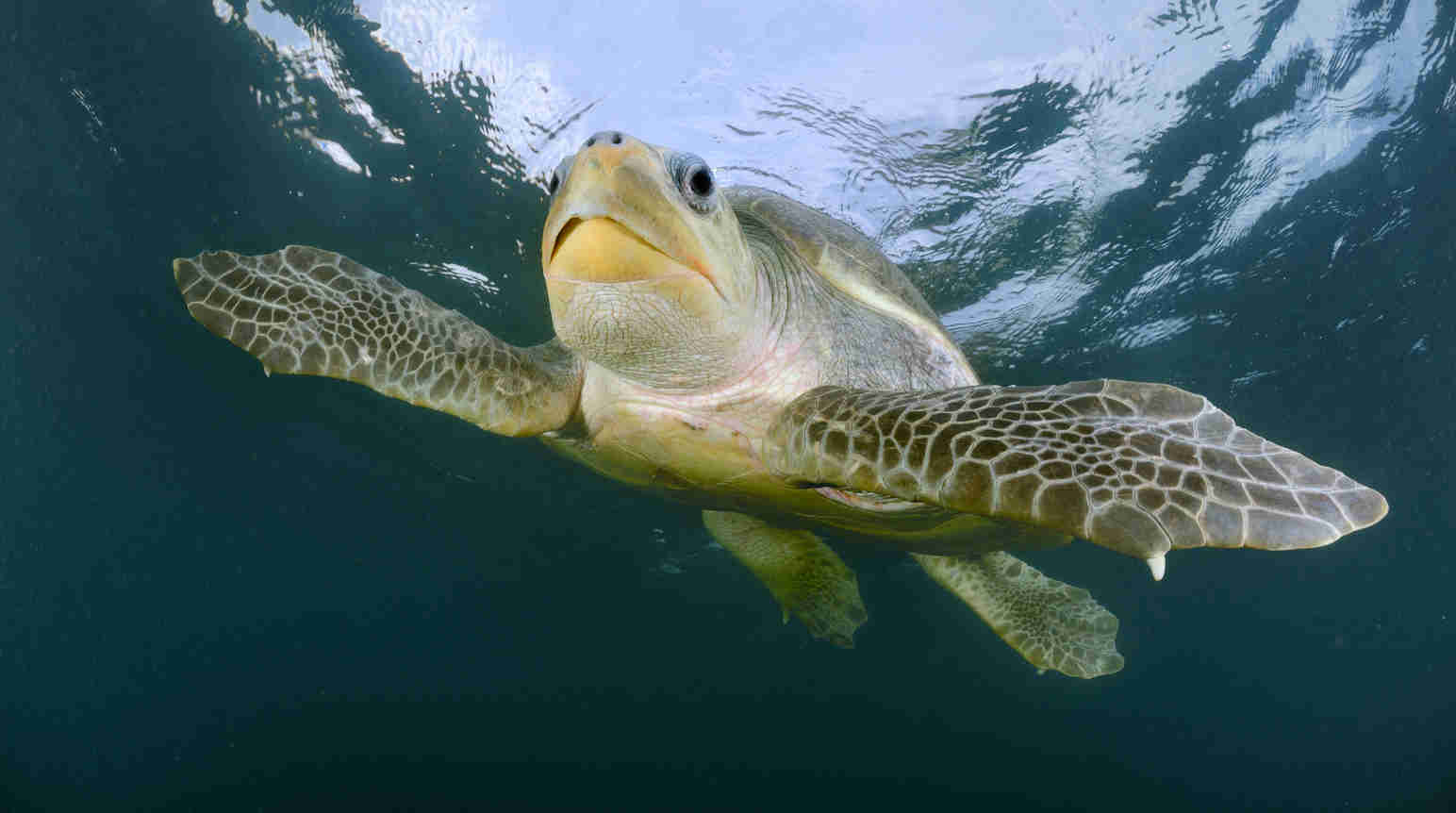 Болотная черепаха: как выглядит, где обитаем, чем питается и интересные факты (фото)