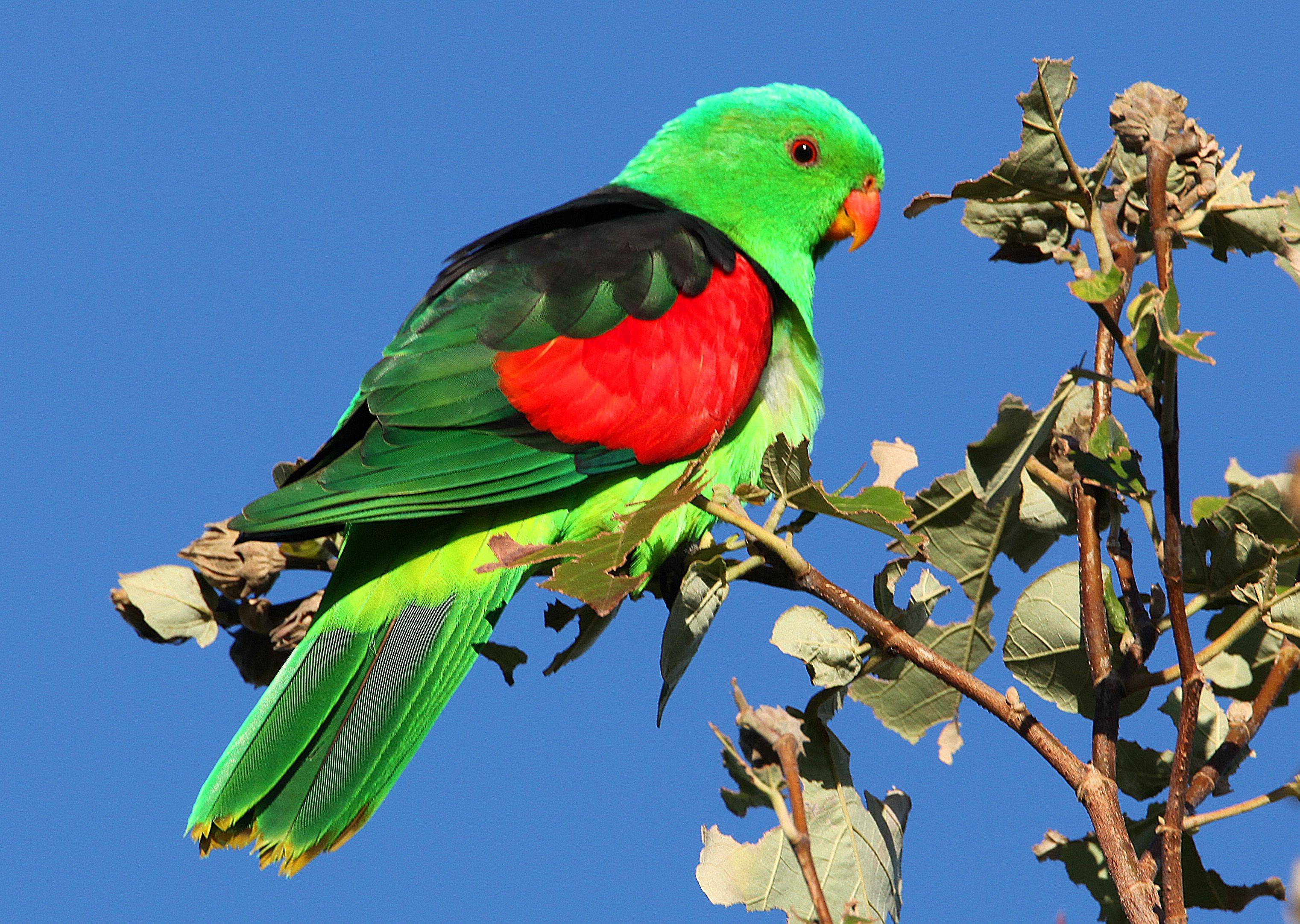 Краснокрылый попугай - red-winged parrot - abcdef.wiki