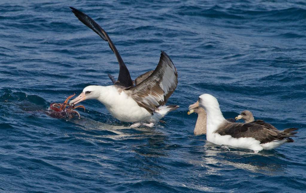 Альбатрос. кто такие альбатросы, как выглядят, где обитают, образ жизни.