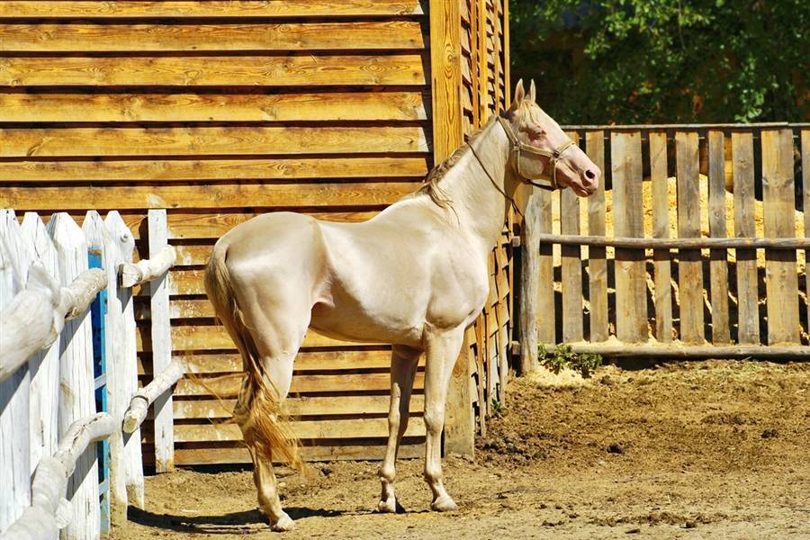 Ахалтекинцы, арабские скакуны. сколько сегодня в россии стоят породистые лошади