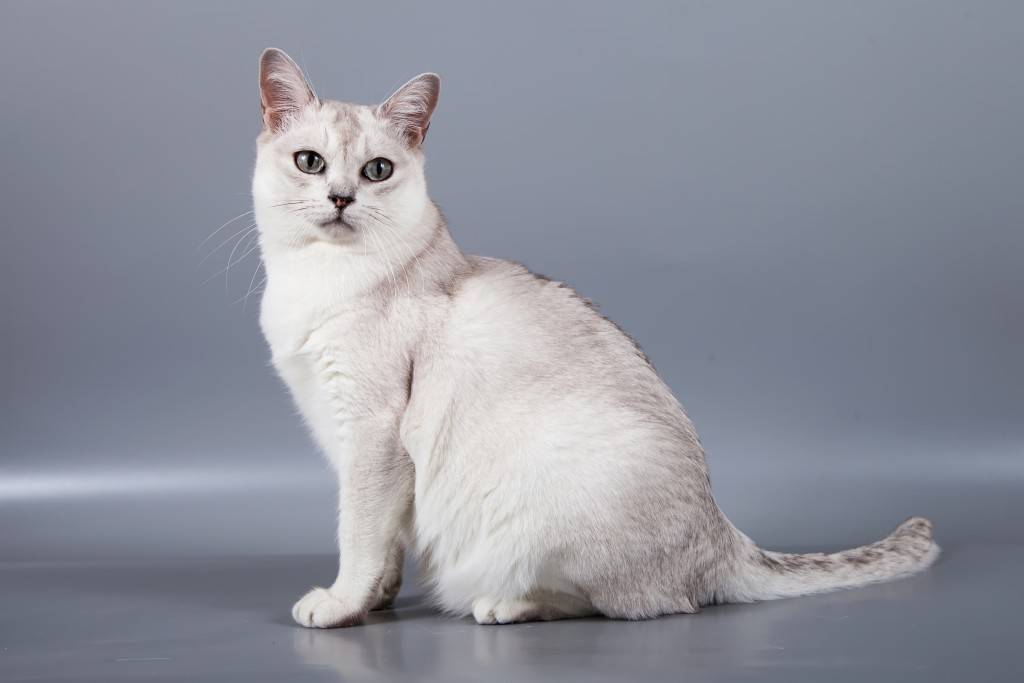 Бурмилла: кошки и коты