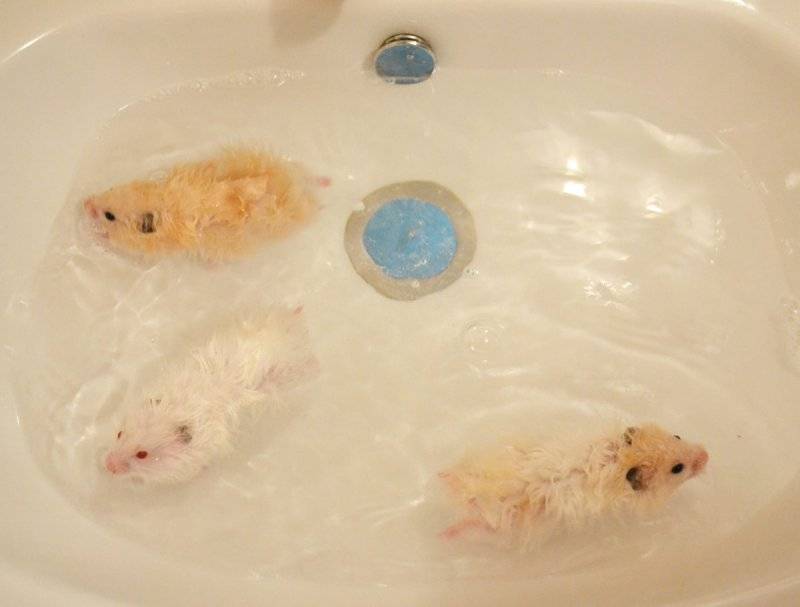 Можно ли мыть хомяков, как и когда проводить процедуру, инструкции по купанию, мнения ветеринаров + видео
