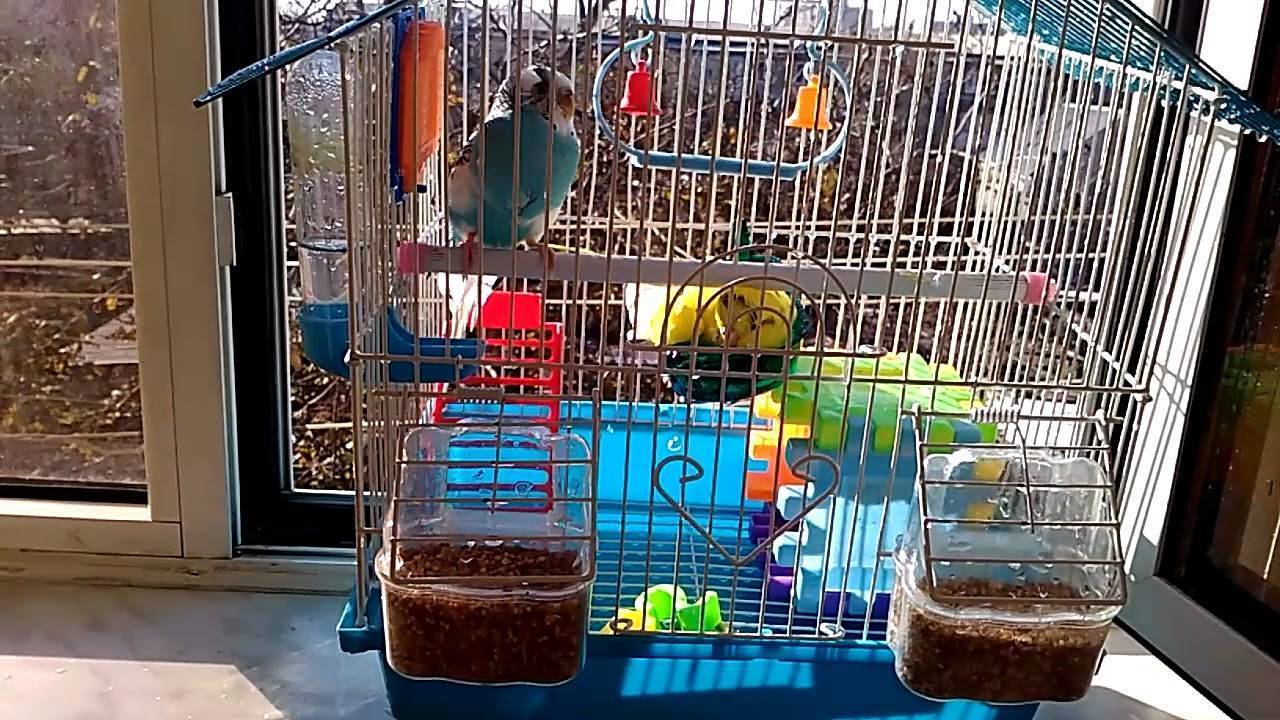 Купалка для попугаев: какие виды ванночек можно использовать, как сделать своими руками