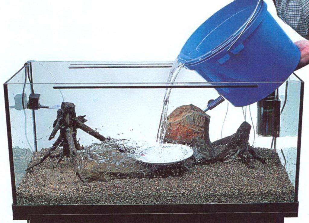 Запуск аквариума: пошаговая инструкция как правильно запустить в первый раз