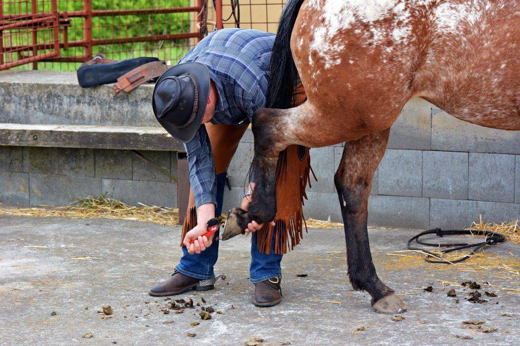 Французские лошади породы першерон: фото, содержание и разведение