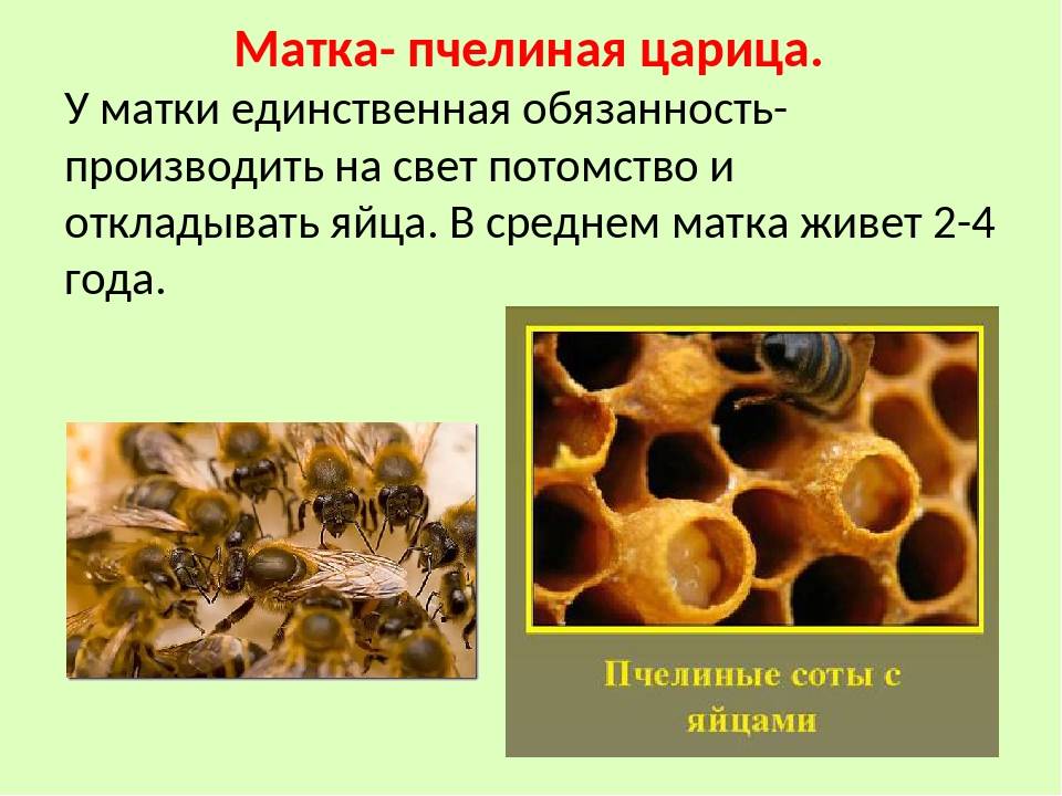 Продолжительность жизни пчелы: что влияет, сколько живет пчелиная матка и трутень
