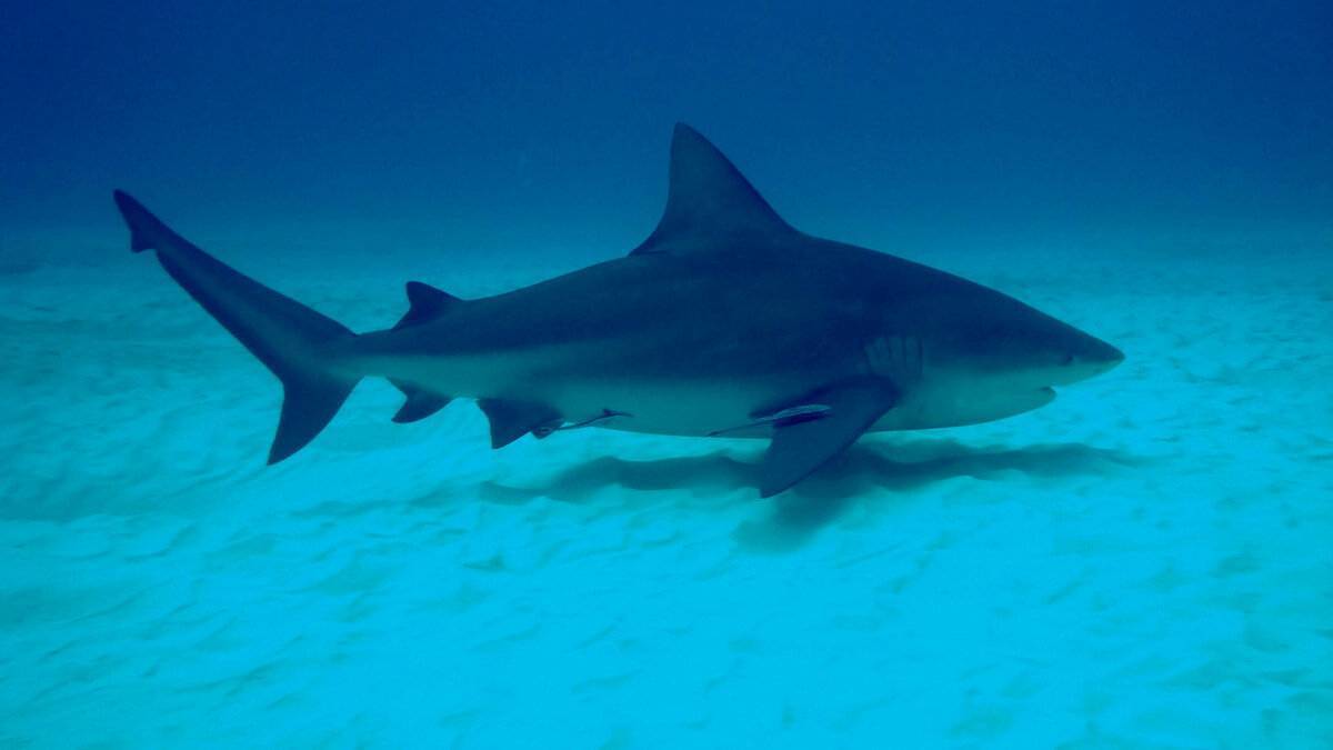 Бычья акула, акула-бык. фото, описание рыбы