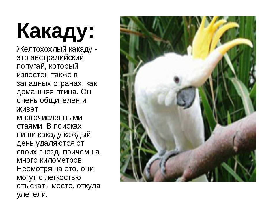 Попугай какаду  фото, описание, ареал, питание, враги 
 > все о живой природе
