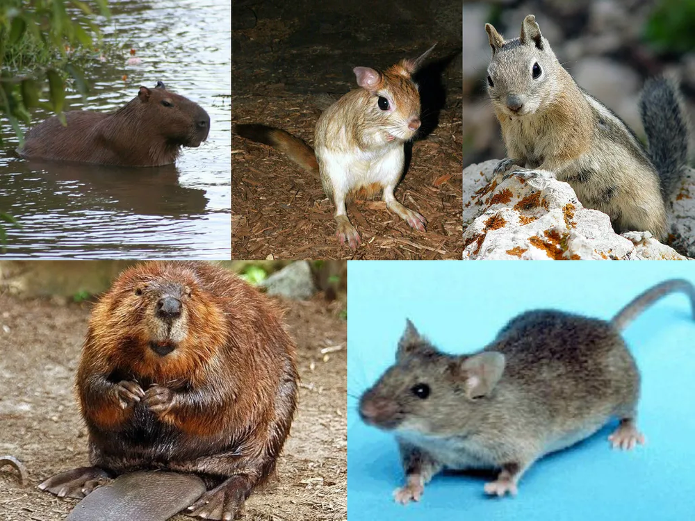 Виды и разновидности мышей: где обитают, чем питаются, образ жизни