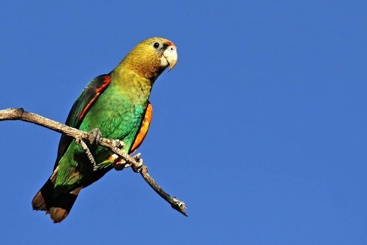 Мейеров длиннокрылый попугай : фото, видео, содержание и размножение