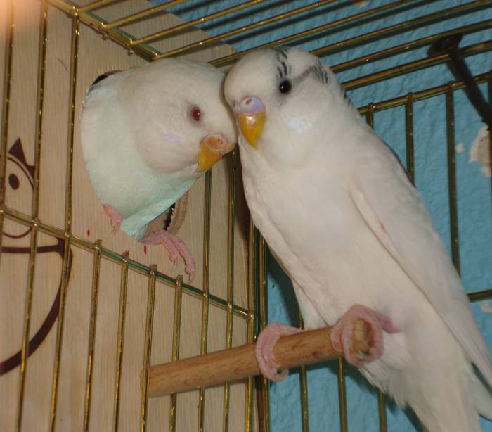 Размножение волнистых попугаев в домашних условиях для начинающих и не только