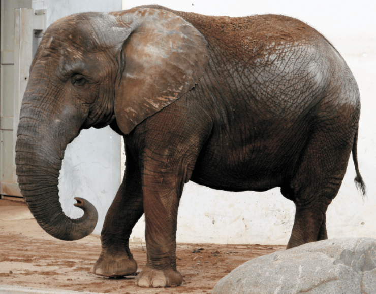 Как выглядят слоны разных пород и ареал их обитания