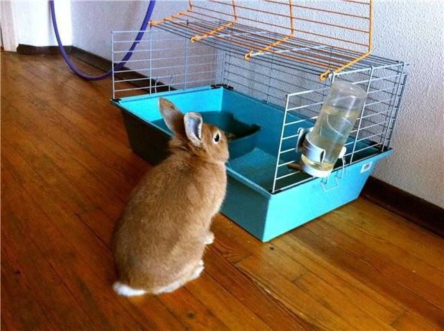 Уход за декоративными карликовыми кроликами и их содержание в домашних условиях, фото и отзывы