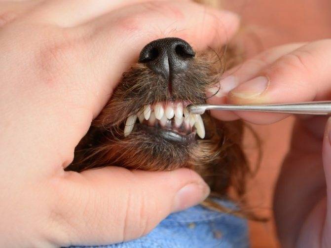Зубной камень у собак - удаление, препараты от зубного камня