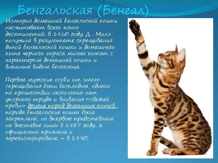Бенгальская кошка - характеристика породы, описание, уход