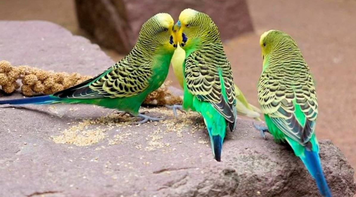 Интересные факты о попугаях. самые-самые