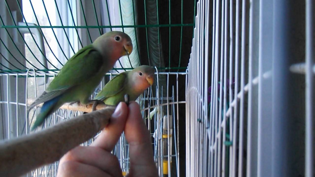 Чему учить попугая