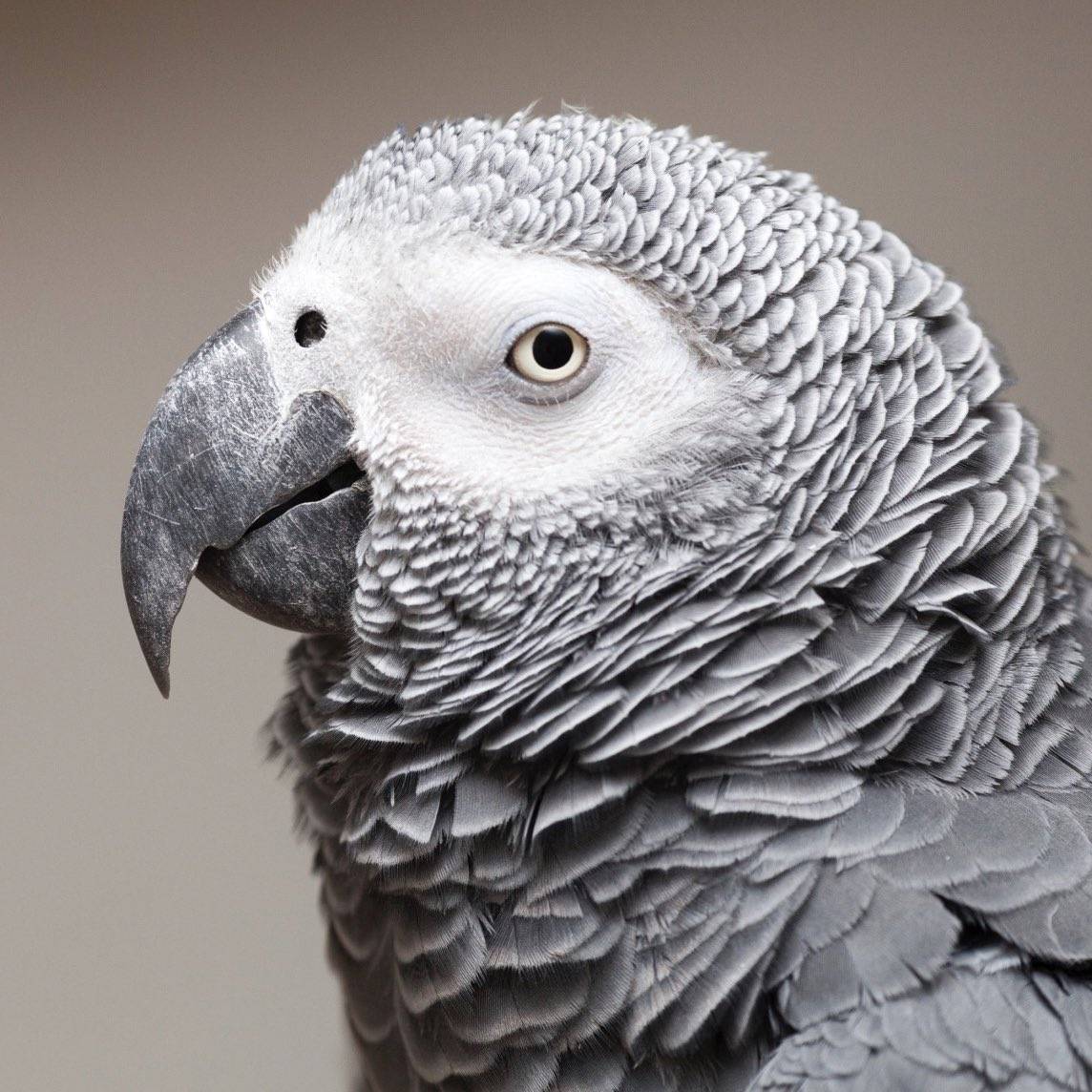 Какая порода попугаев самая умная