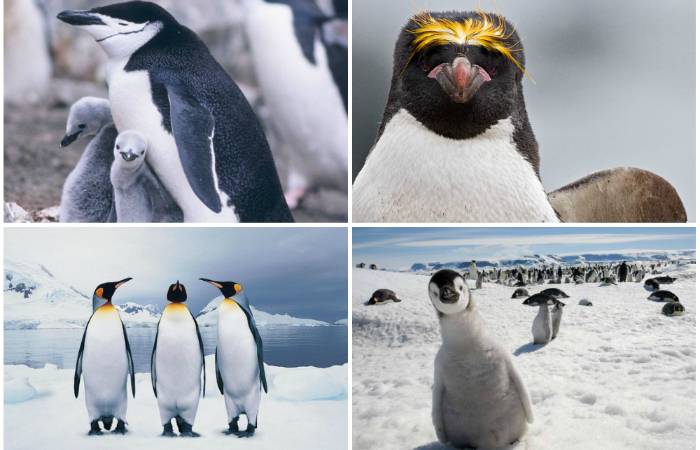 Виды пингвинов. описание, названия, особенности, фото и образ жизни видов пингвинов | животный мир
