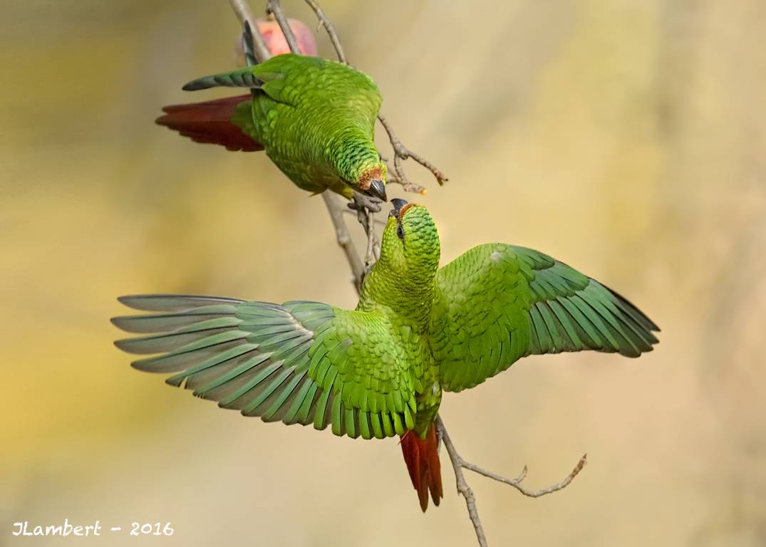 Ожереловый попугай и его особенности