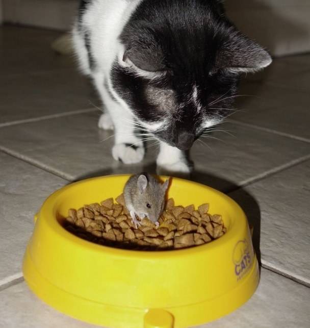 Можно ли котам есть мышей