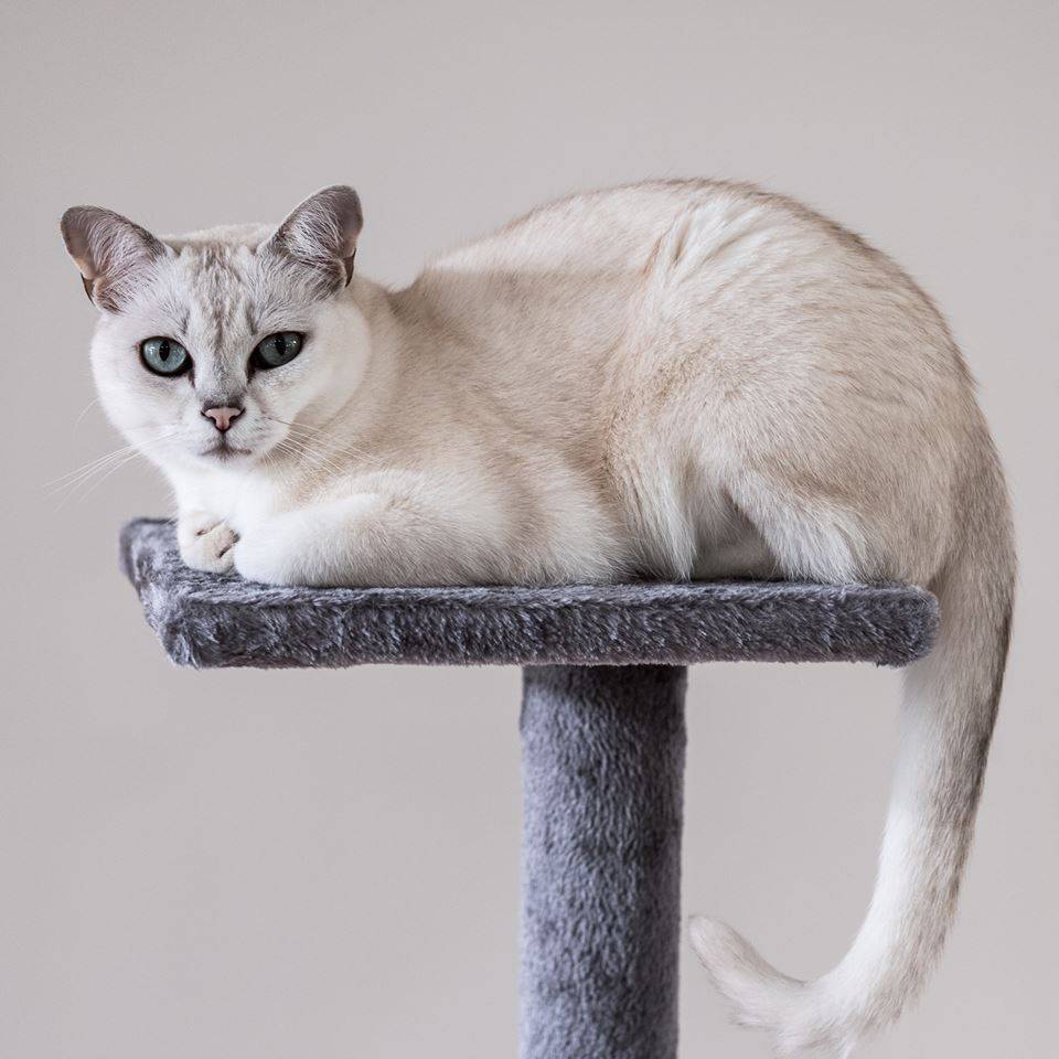 Бурмилла - фото и описание породы кошек (характер, уход и кормление)