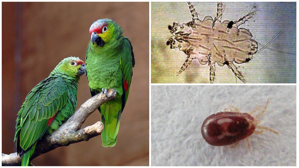 Глисты у попугаев: симптомы, признаки, профилактика, диагностика, лечение.