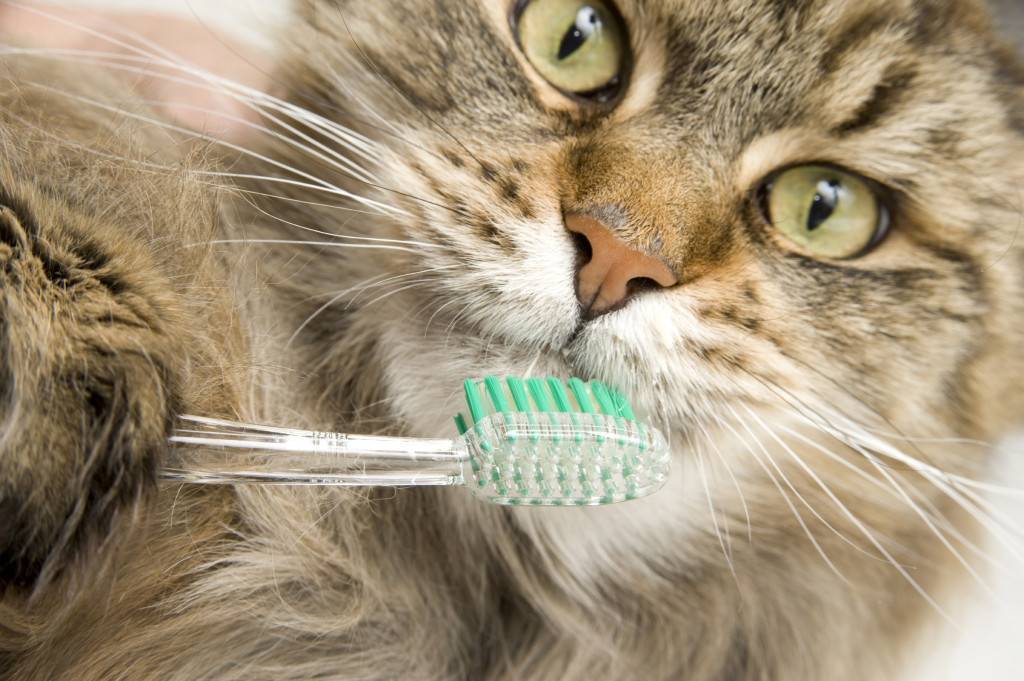 Как почистить зубы коту в домашних условиях