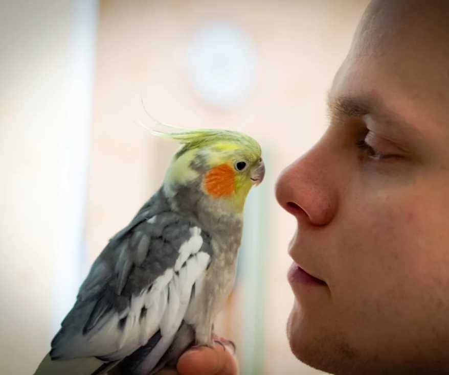 Как приручить попугая корелла: наладить контакт, изменить характер, подружить со всеми членами семьи