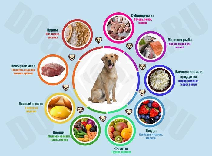Лучшие корма для собаки - для здоровья шерсти, скелета, зубов: рейтинг 2021