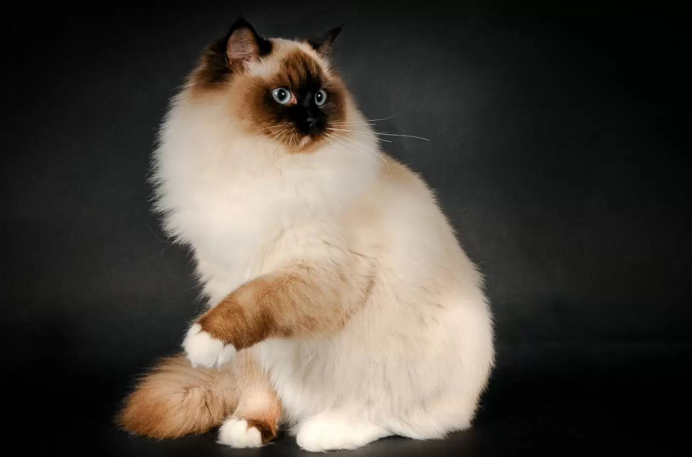 Рэгдолл: особенности характера и правила выбора породистого котенка (100 фото и видео)