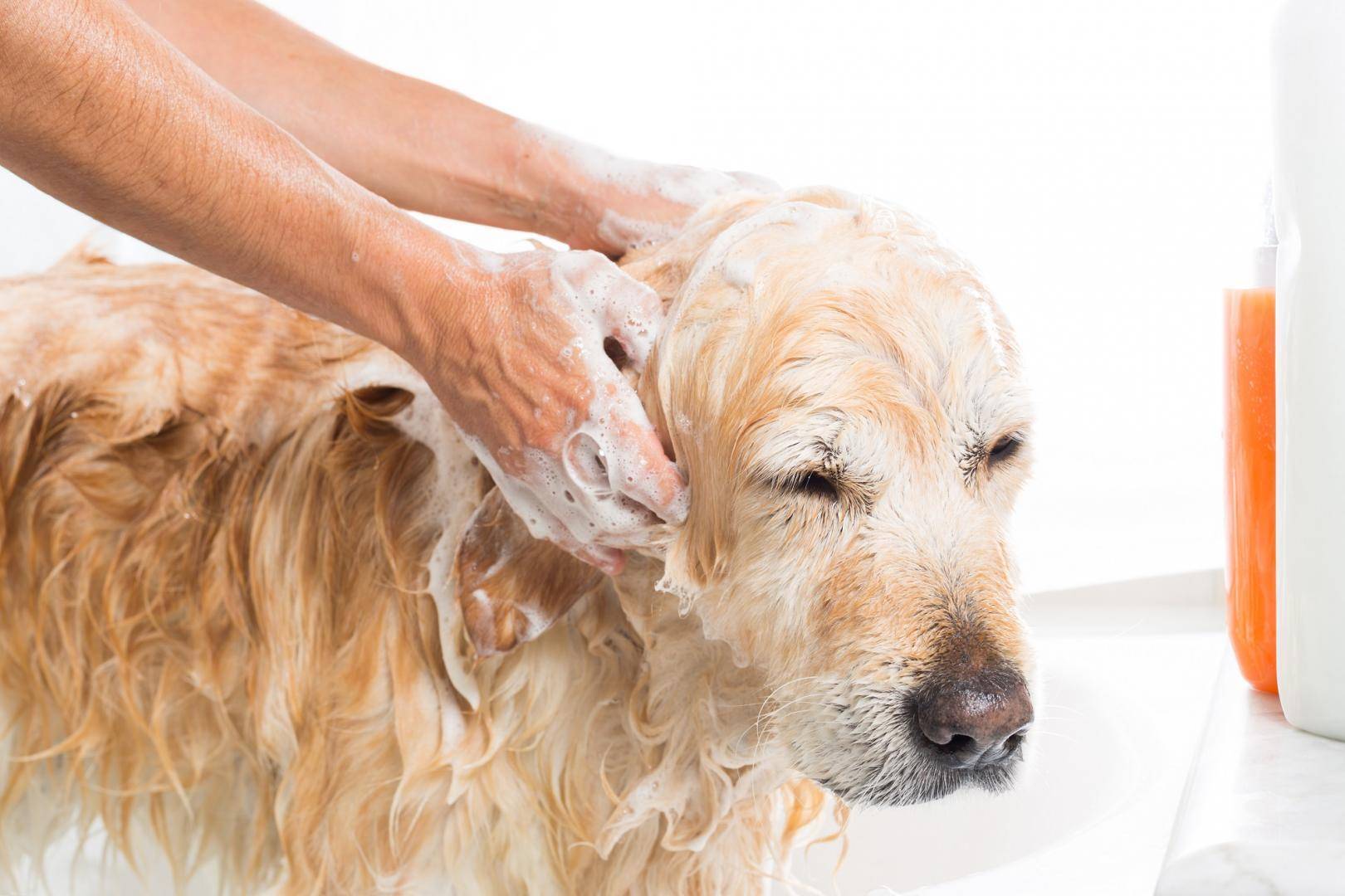 Как часто можно и нужно мыть собаку